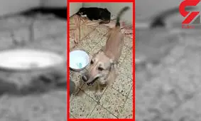 آزمایش هولناک روی سگ‌های زنده در اهواز