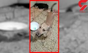 آزمایش هولناک روی سگ‌های زنده در اهواز