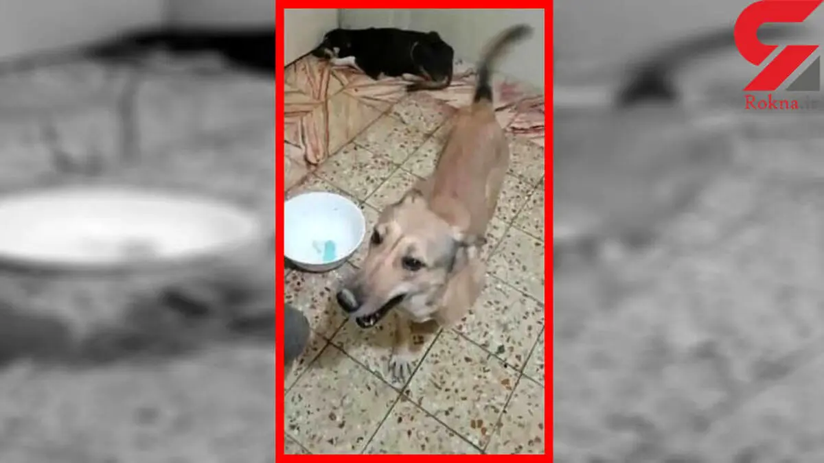 آزمایش هولناک روی سگ‌های زنده در اهواز