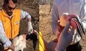 نجات فلامینگوی زخمی در قاین