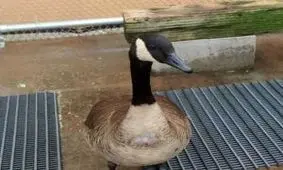 بلایی که قرص ضد استرس سر غازها آورد ! + تصاویر