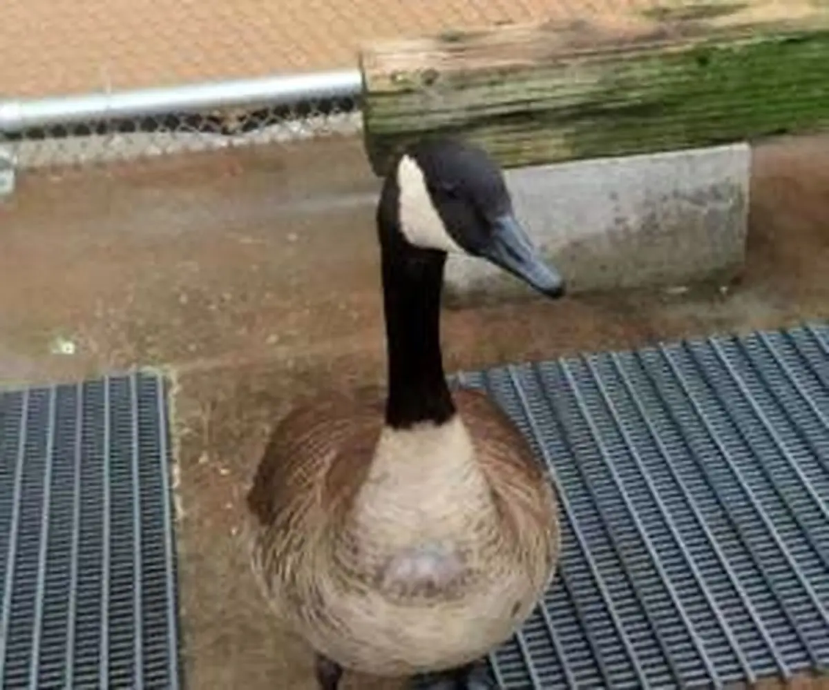 بلایی که قرص ضد استرس سر غازها آورد ! + تصاویر