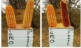 اینهمه اسرار برای تولید محصولات تراریخته برای چیست؟