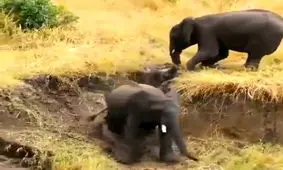 سرسره طبیعت برای فیلها