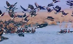 شکارچی پرندگان آبزی در دام محیط بانان