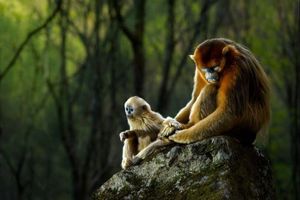 پدر و پسر میمون در عکس روز نشنال جئوگرافیک