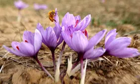 کشت گیاهان دارویی در ۹۰۰ هکتار از مزارع کشاورزی