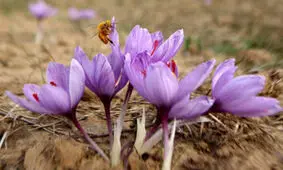کشت گیاهان دارویی در ۹۰۰ هکتار از مزارع کشاورزی