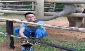 رفیق صمیمی فقط فیل!