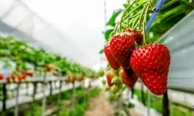 ایجاد تونل توت فرنگی در کردستان