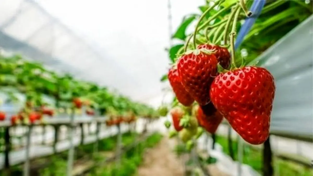 ایجاد تونل توت فرنگی در کردستان