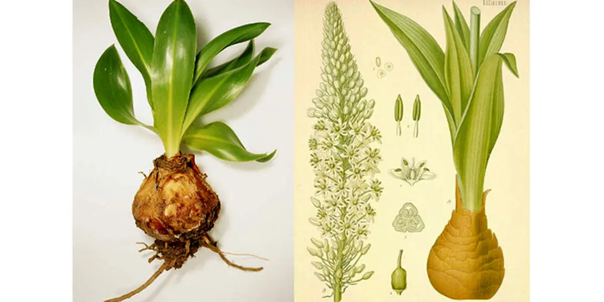 خواص روغن کندش چیست؟