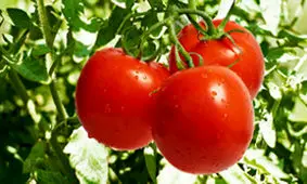 توسعه کشت‌های گلخانه‌ای در زمین‌های اوقافی