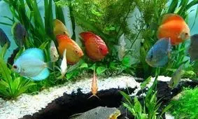 صادرات رسمی ۹۰ درصد ماهیان زینتی کشور از استان مرکزی