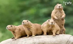 حیوانات ظاهرا مظلومی که همنوع خود را می‌خورند!