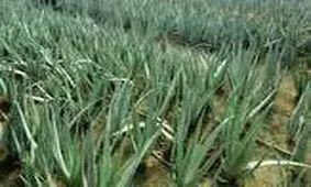 برداشت گیاه آلوئه ورا درهرمزگان