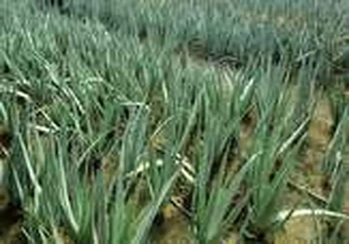 برداشت گیاه آلوئه ورا درهرمزگان