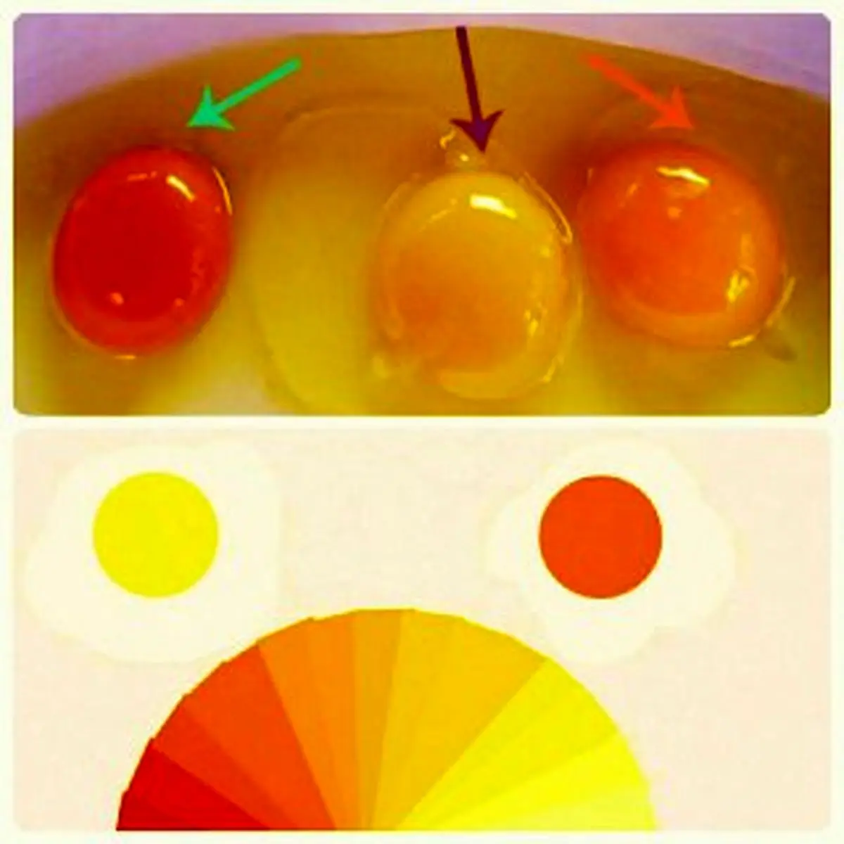 چطور بفهمیم پروتئین تخم مرغ زیاد است یا کم ؟