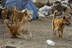 سگ‌های هار ۱۶۰۰ نفر از شهروندان کرمانی را گاز گرفتند