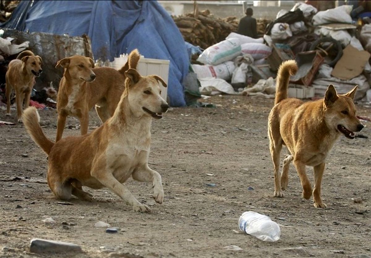 سگ‌های هار ۱۶۰۰ نفر از شهروندان کرمانی را گاز گرفتند