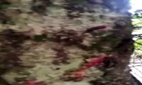 درخت خون آلود!