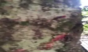 درخت خون آلود!