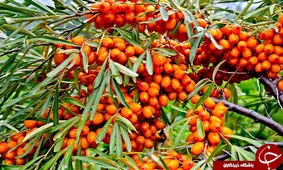 سنجد تلخ؛ فواید، عوارض و تداخلات دارویی