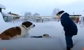 سگ ها تنها سگ نیستند!!!