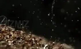 حمله مورچه ها به گاوهای وحشی