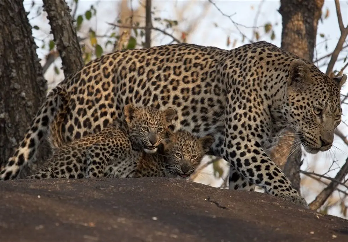درمان پلنگ پارک ملی تندوره ادامه دارد؛ شرایط جسمی پلنگ پایدار است