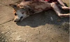 گرگ گرسنه‌ای که طعمه سگ‌های ولگرد شد + عکس