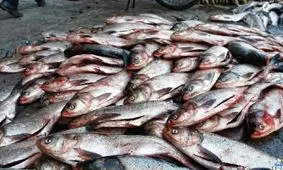 میل به صادرات آبزیان در خوزستان بالا رفته است