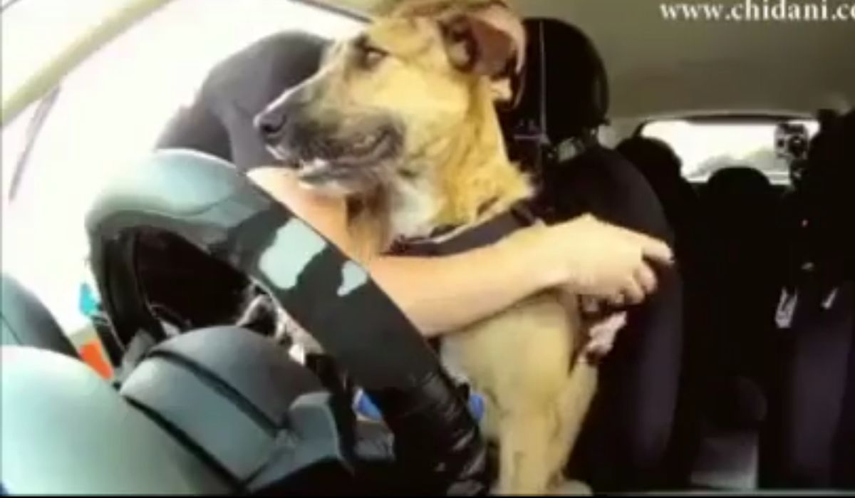 اولین سگ راننده!