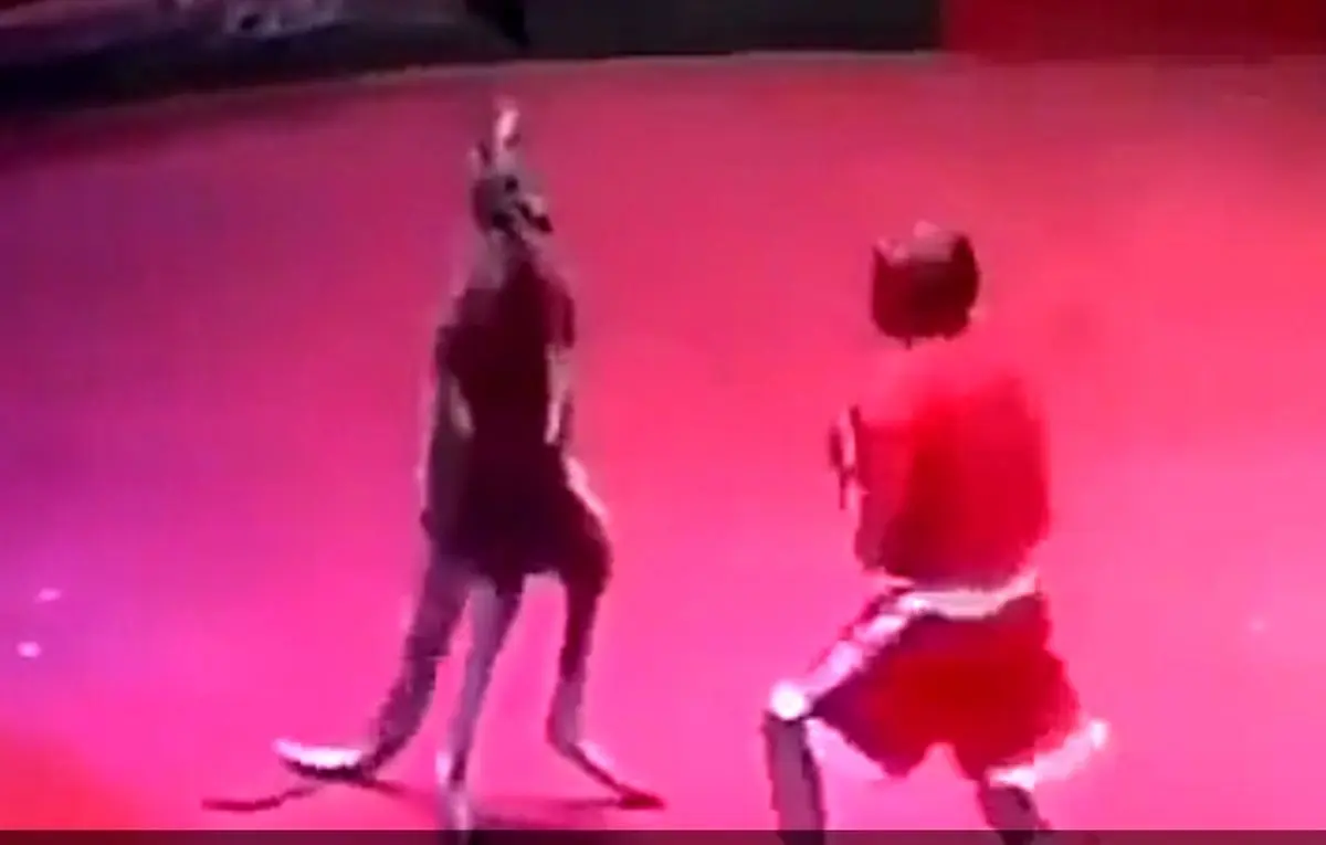 مسابقه جالب بوکس بین کانگورو و انسان!