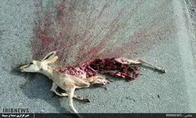 دستگیری شکارچی متخلف