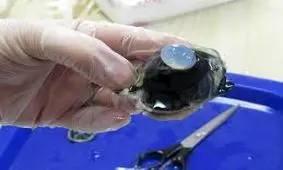 تشریح چشم گاو را ببینید!