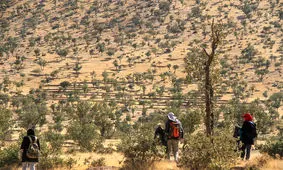 بحران خشکیدگی جنگل‌های بلوط در کهگیلویه و بویراحمد