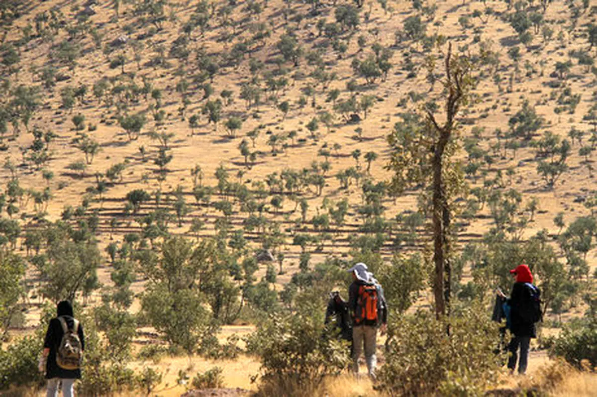 بحران خشکیدگی جنگل‌های بلوط در کهگیلویه و بویراحمد
