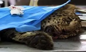 پلنگ و مرگ های خاموش