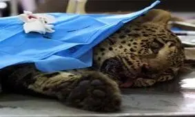 پلنگ و مرگ های خاموش