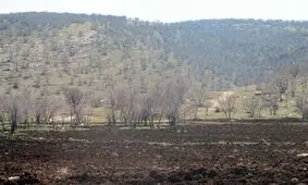 ریزگردها بلای جان بلوطستان؛ خشک شدن ۲۵۰ هزار هکتار از جنگل‌های لرستان