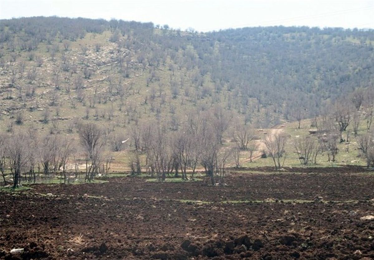 ریزگردها بلای جان بلوطستان؛ خشک شدن ۲۵۰ هزار هکتار از جنگلهای لرستان