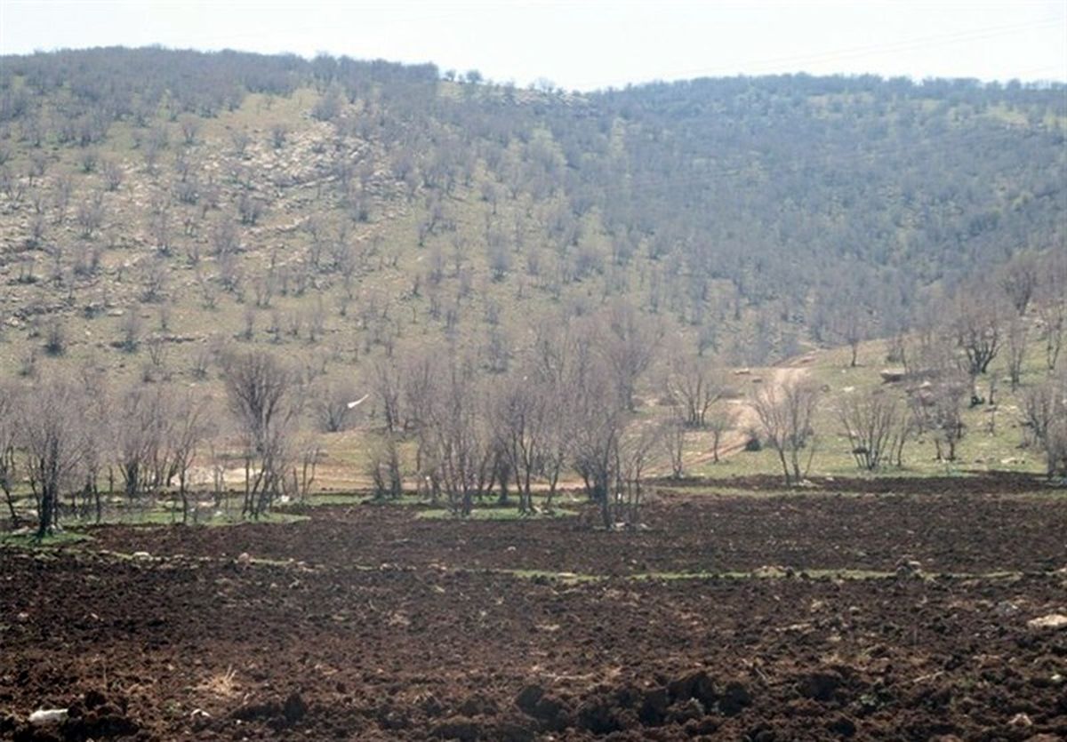 ریزگردها بلای جان بلوطستان؛ خشک شدن ۲۵۰ هزار هکتار از جنگل‌های لرستان