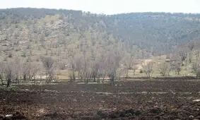 ریزگردها بلای جان بلوطستان؛ خشک شدن ۲۵۰ هزار هکتار از جنگل‌های لرستان