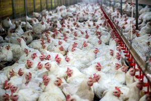 کشف ۶۰۰ قطعه مرغ قاچاق در شهرستان فامنین