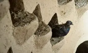 کبوتر خانه‌های دیدنی اصفهان!