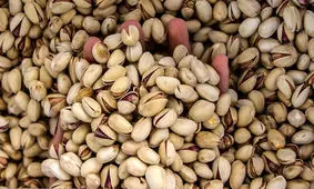 فساد ده میلیون دلاری/ پسته هایی که گم شد!