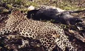 حمله پلنگ گرسنه به روستایی در چالوس