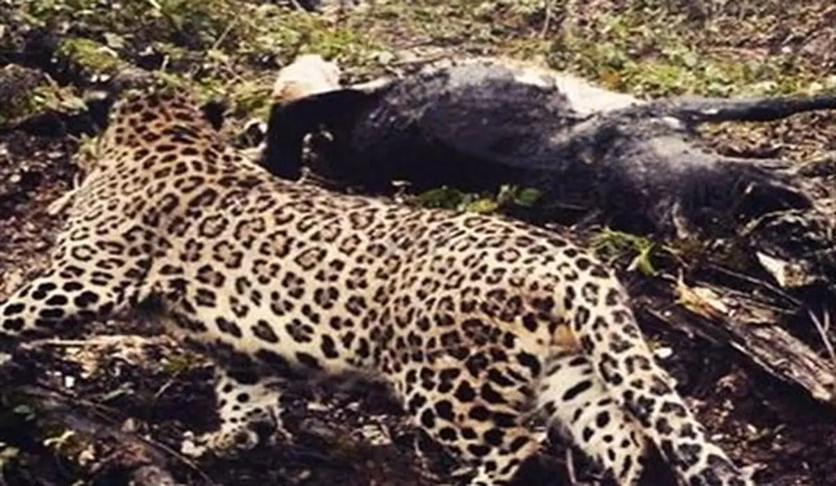 حمله پلنگ گرسنه به روستایی در چالوس