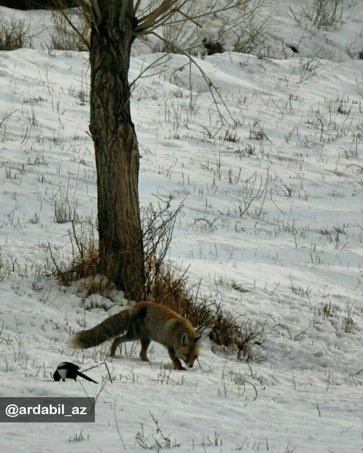 تصویر زیبای زاغ و روباه کنار هم در خلخال